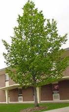 ΒΕΛΑΝΙΔΙΑ (Quercus robur)